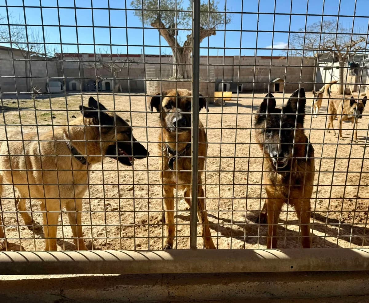 SIA **RESERVED** 28/3/26 (ASENA), female Mixed Breed for adoption at Murcia), Lips Rescue photo 7