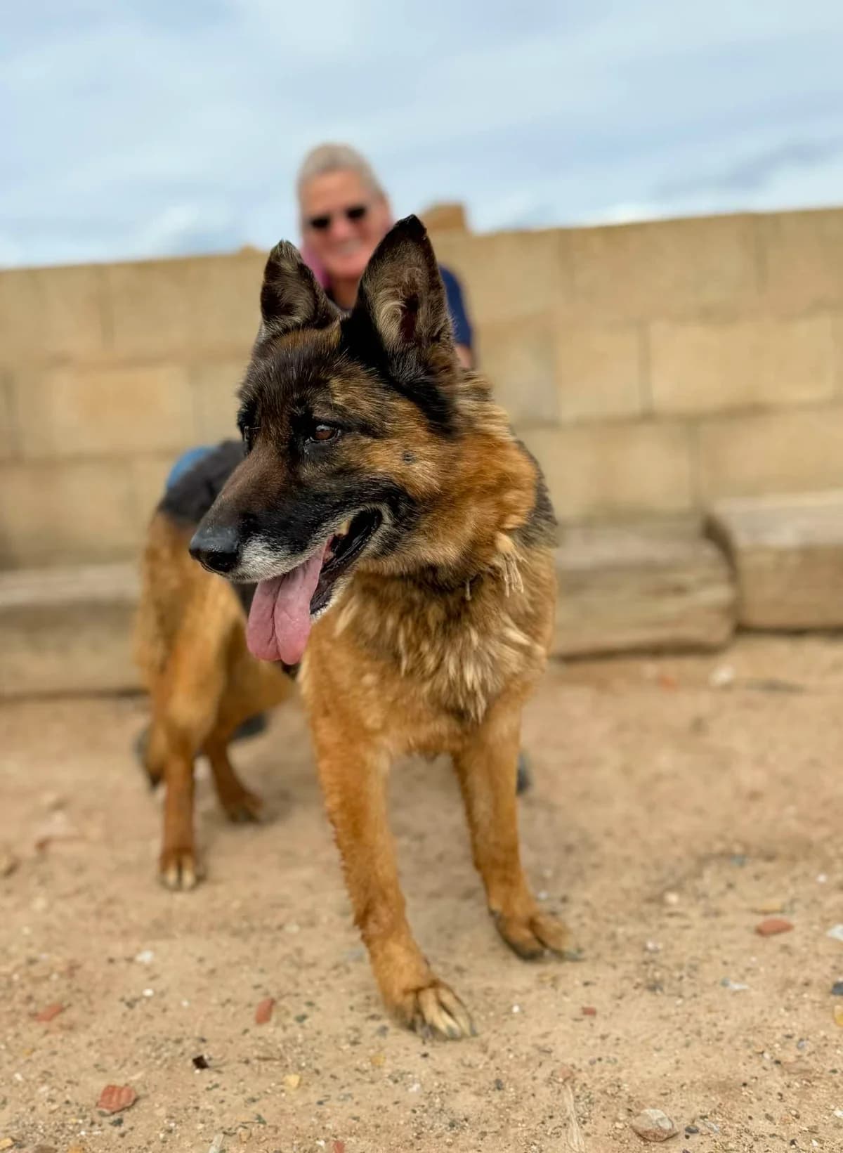 SIA **RESERVED** 28/3/26 (ASENA), female Mixed Breed for adoption at Murcia), Lips Rescue photo 8