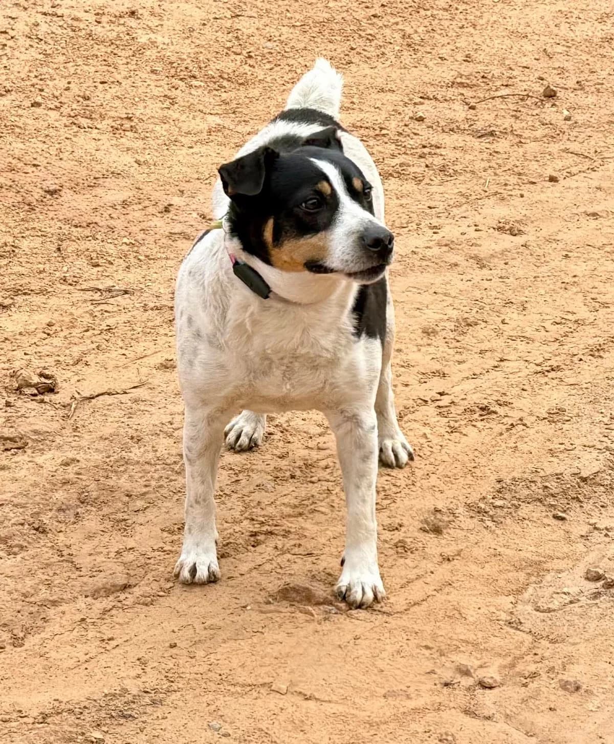 SNOOPY, male senior Mixed Breed for adoption at Murcia), Lips Rescue