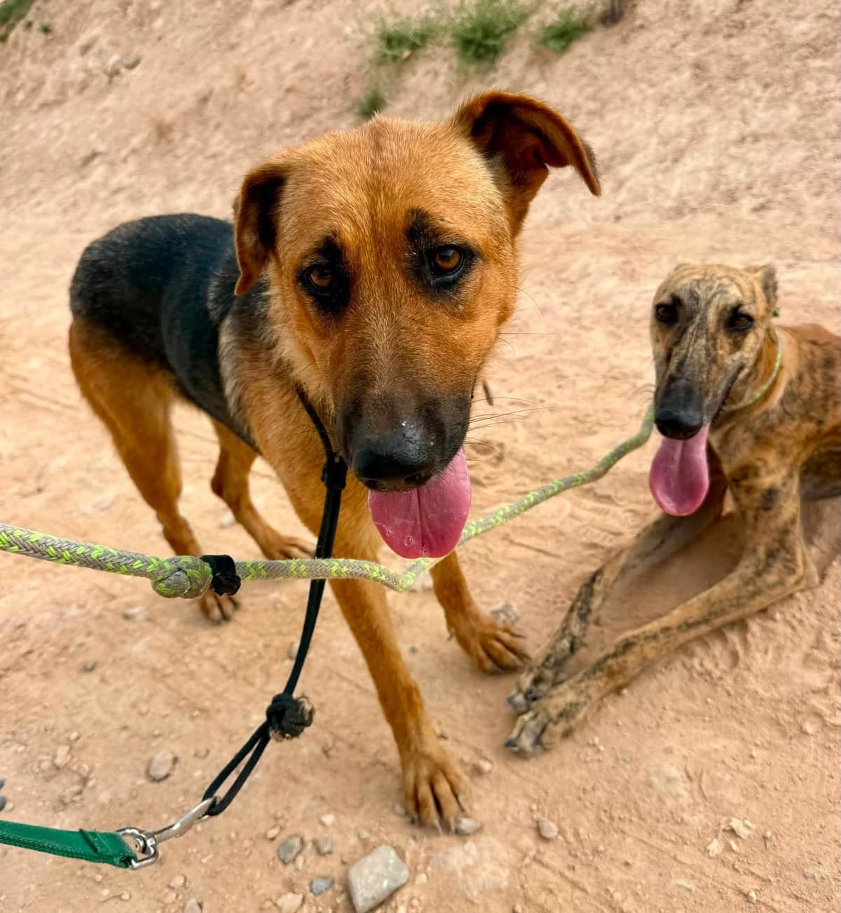 SOFIA, female Mixed Breed for adoption at Murcia), Lips Rescue