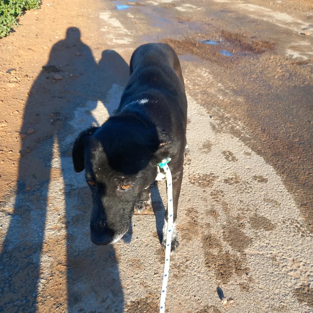 SPARKLE, female Mixed Breed for adoption at Murcia), Lips Rescue photo 2