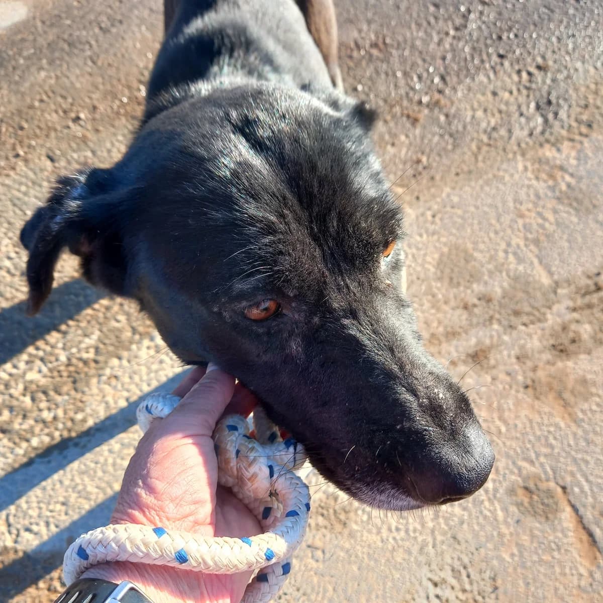 SPARKLE, female Mixed Breed for adoption at Murcia), Lips Rescue photo 3