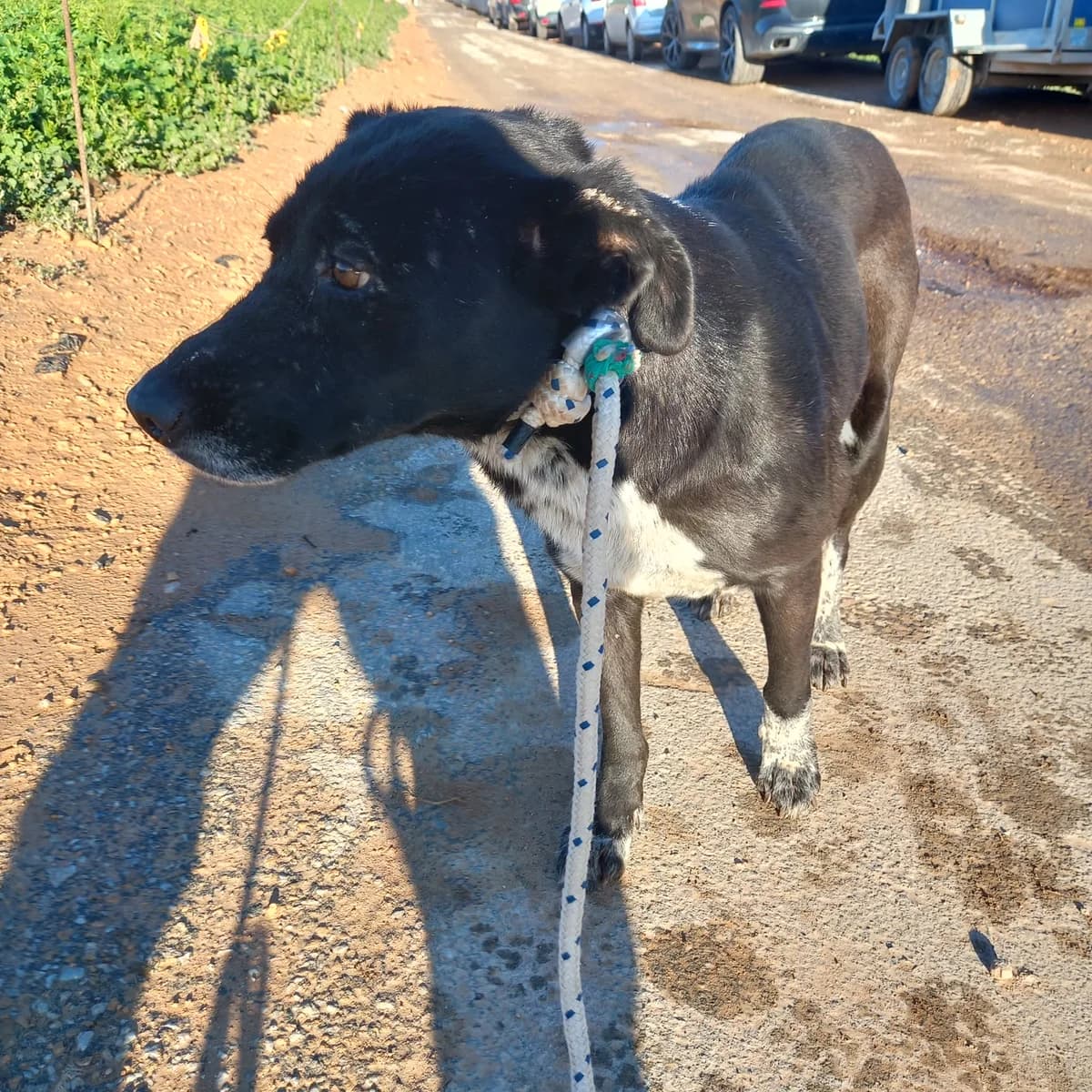 SPARKLE, female Mixed Breed for adoption at Murcia), Lips Rescue photo 4