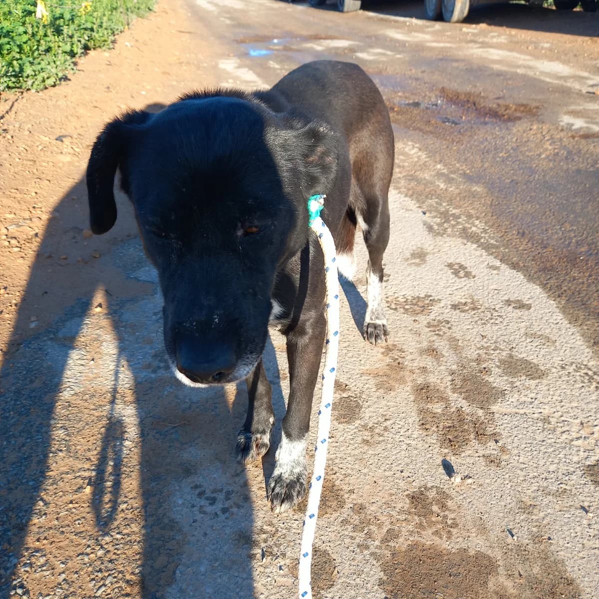 SPARKLE, female Mixed Breed for adoption at Murcia), Lips Rescue photo 5