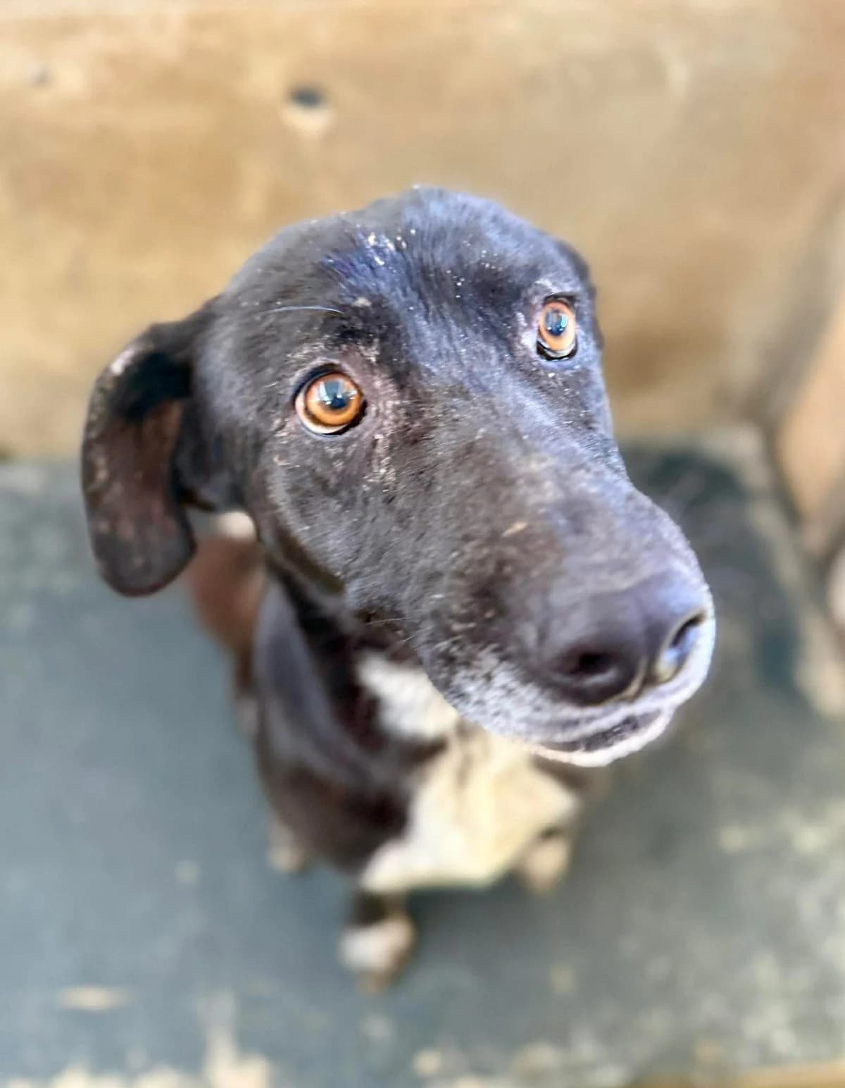 SPARKLE, female Mixed Breed for adoption at Murcia), Lips Rescue photo 6