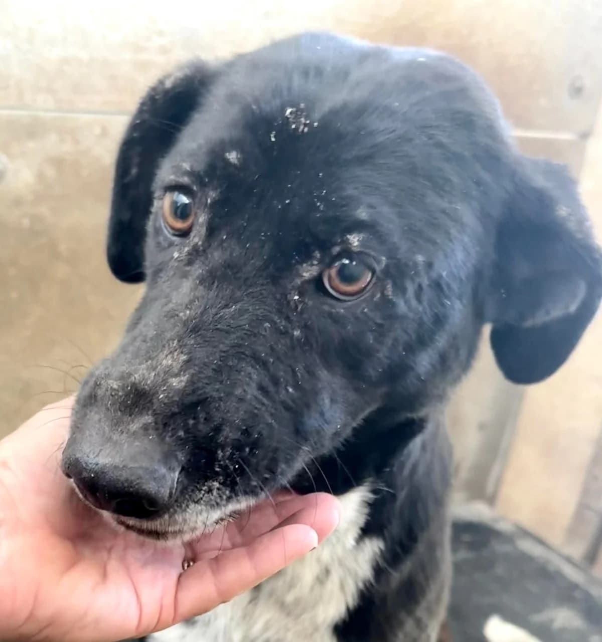 SPARKLE, female Mixed Breed for adoption at Murcia), Lips Rescue photo 7