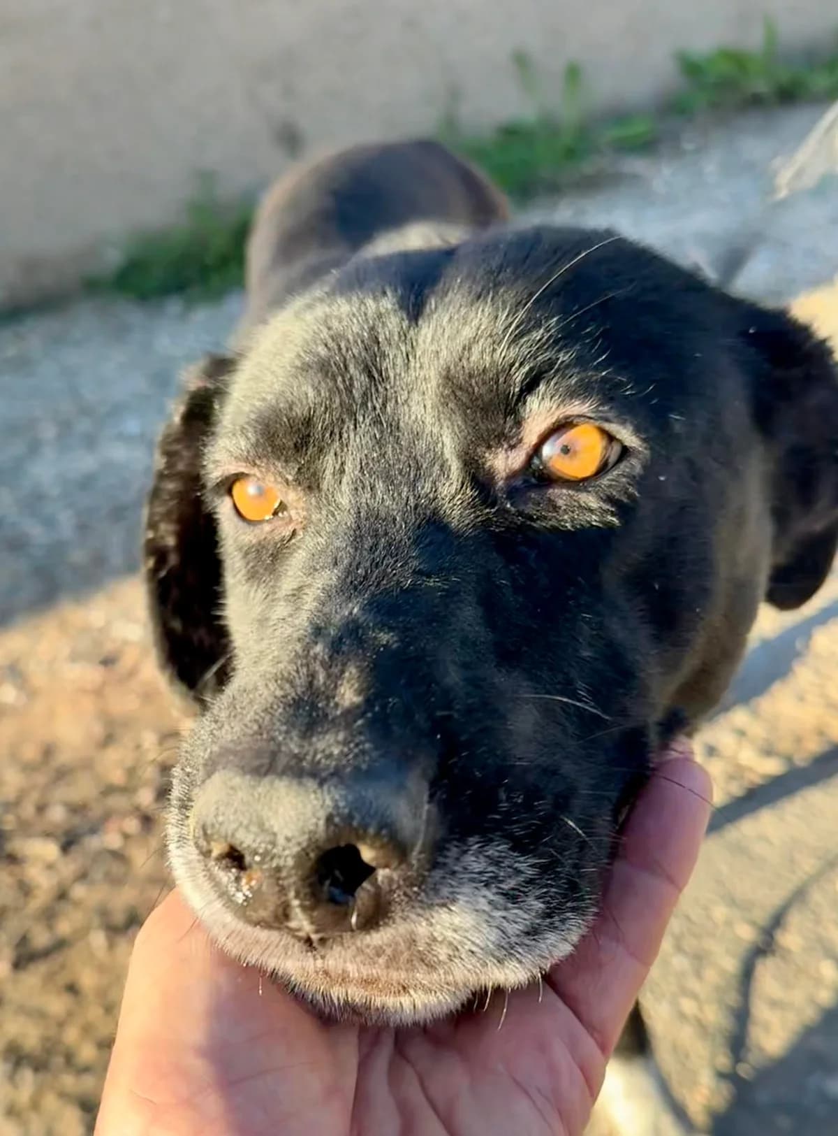 SPARKLE, female Mixed Breed for adoption at Murcia), Lips Rescue photo 8