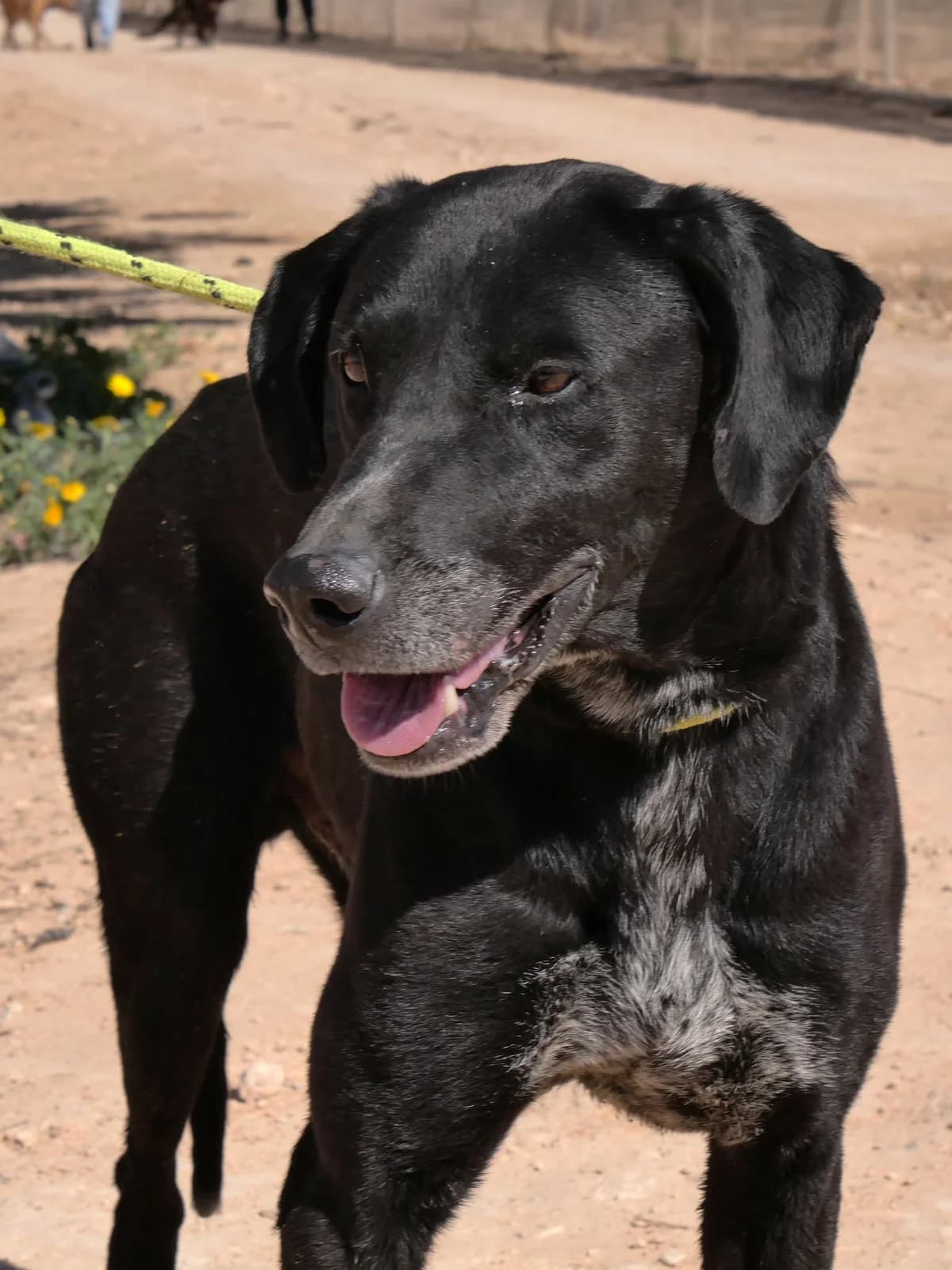 SUGAR, male Mixed Breed for adoption at Murcia), Lips Rescue