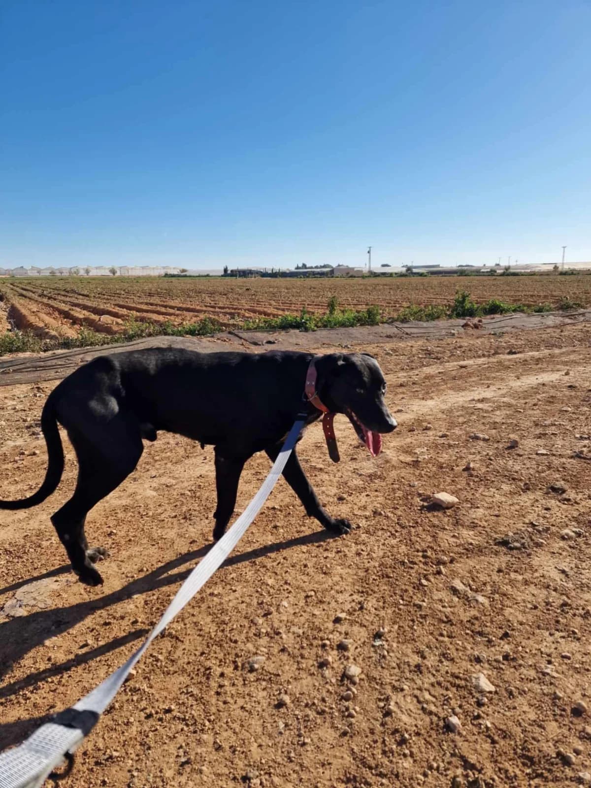 SUGAR, male Mixed Breed for adoption at Murcia), Lips Rescue — photo 2 of 22