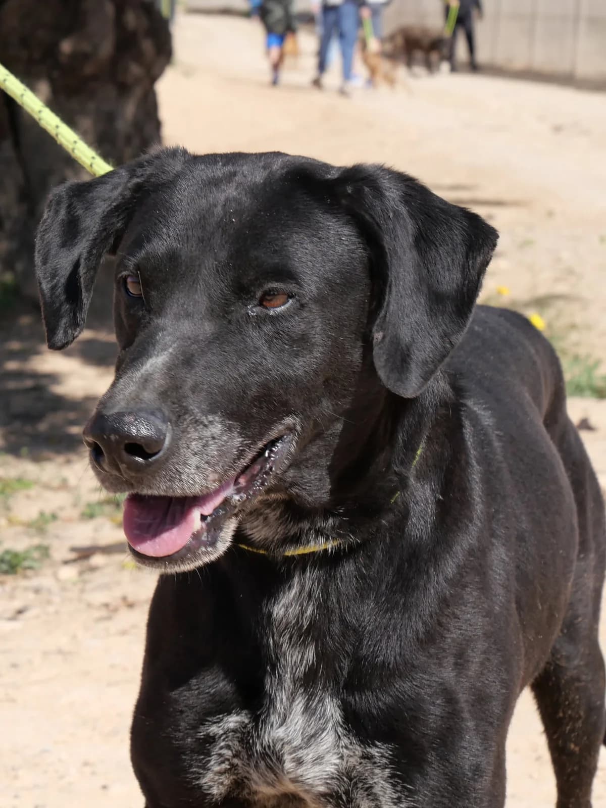 SUGAR, male Mixed Breed for adoption at Murcia), Lips Rescue — photo 5 of 22