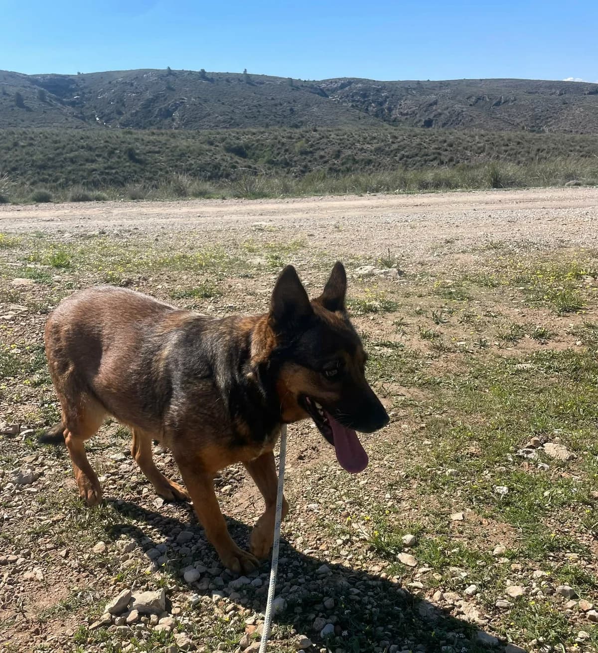 TANIA, female Mixed Breed for adoption at Murcia), Lips Rescue