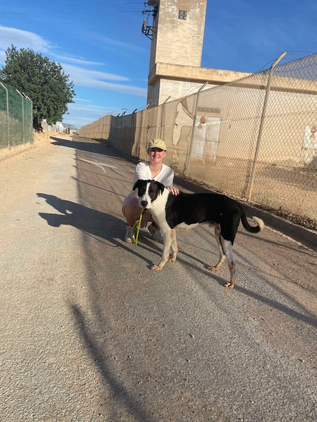 THOR 1, male 4yo Mixed Breed for adoption at Murcia), Lips Rescue