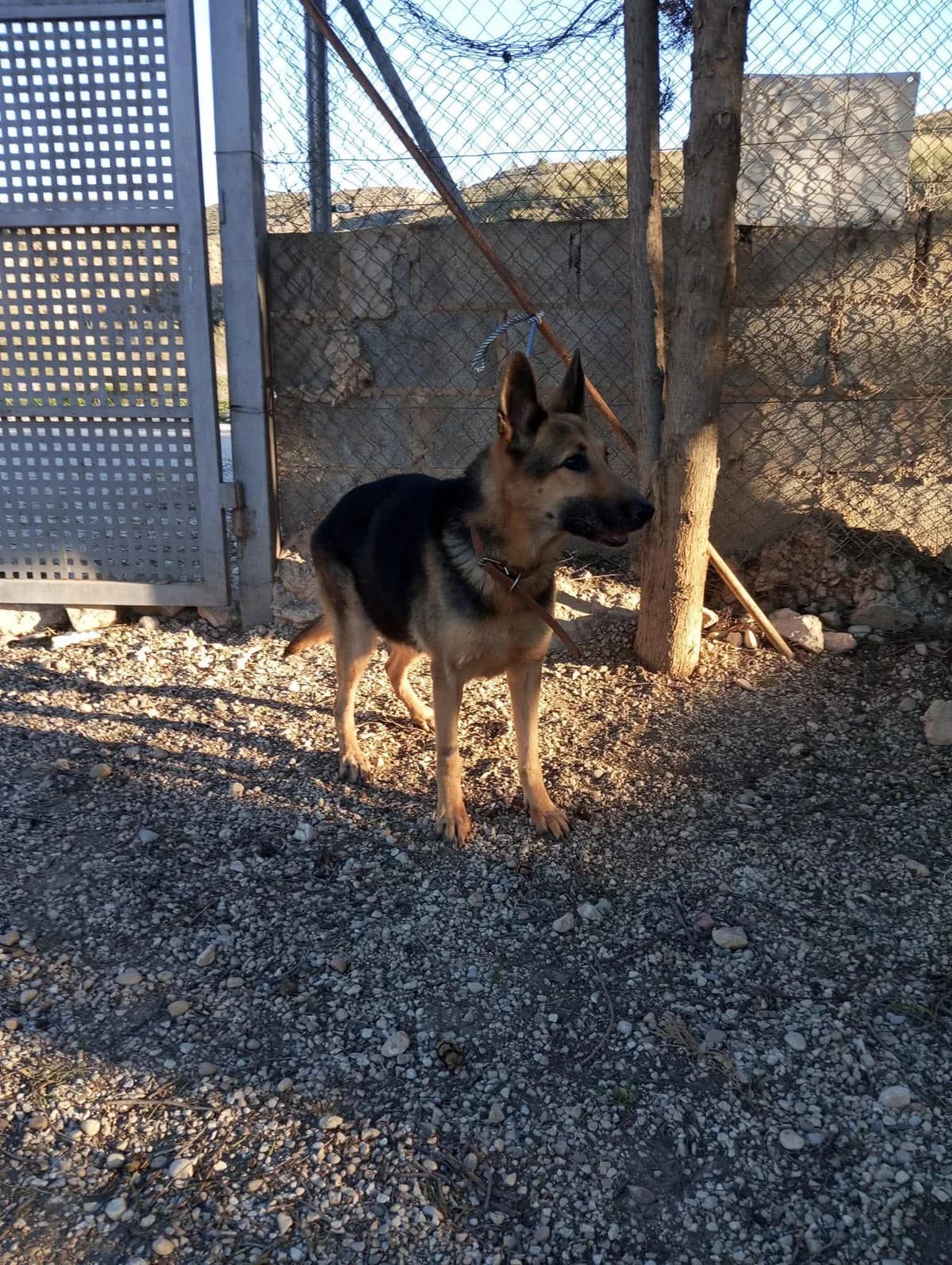 TILLY, female Mixed Breed for adoption at Murcia), Lips Rescue
