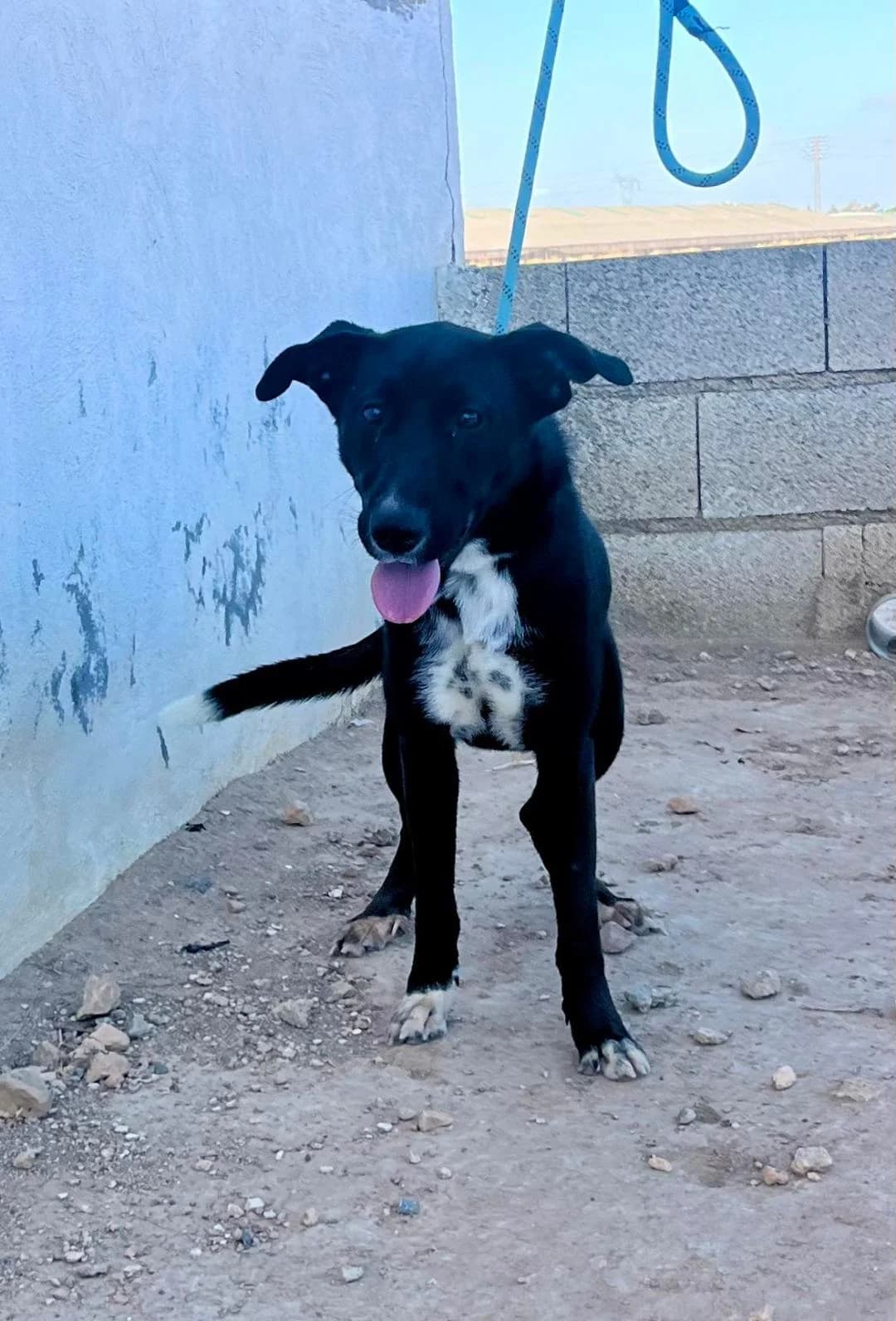 TINA, female Mixed Breed for adoption at Murcia), Lips Rescue