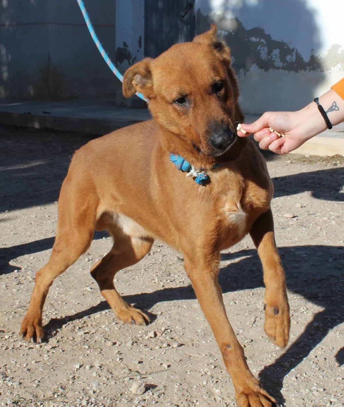 TOMAS, male young Mixed Breed for adoption at Murcia), Lips Rescue
