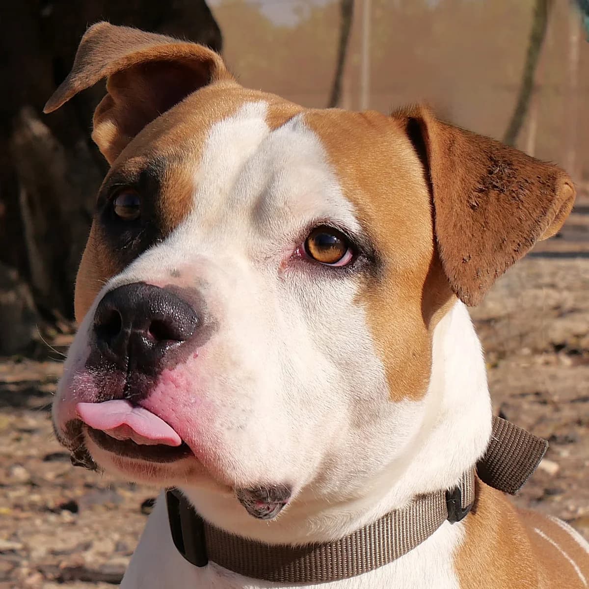 TORETTO (PPP) **RESERVED** 7/3/26 (OFFICE), male Mixed Breed for adoption at Lips Rescue