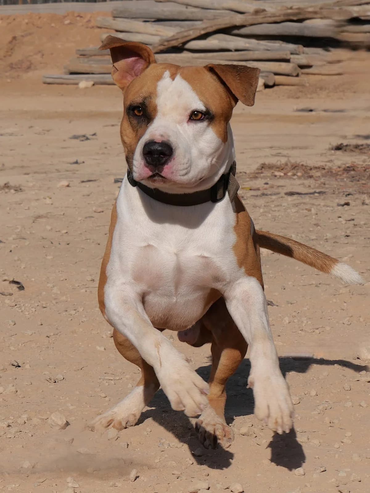 TORETTO (PPP) **RESERVED** 7/3/26 (OFFICE), male Mixed Breed for adoption at Murcia), Lips Rescue photo 2