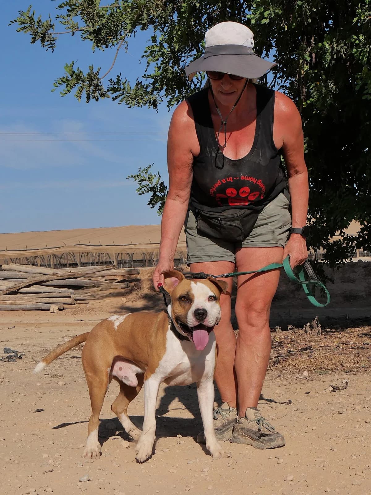 TORETTO (PPP) **RESERVED** 7/3/26 (OFFICE), male Mixed Breed for adoption at Murcia), Lips Rescue photo 3