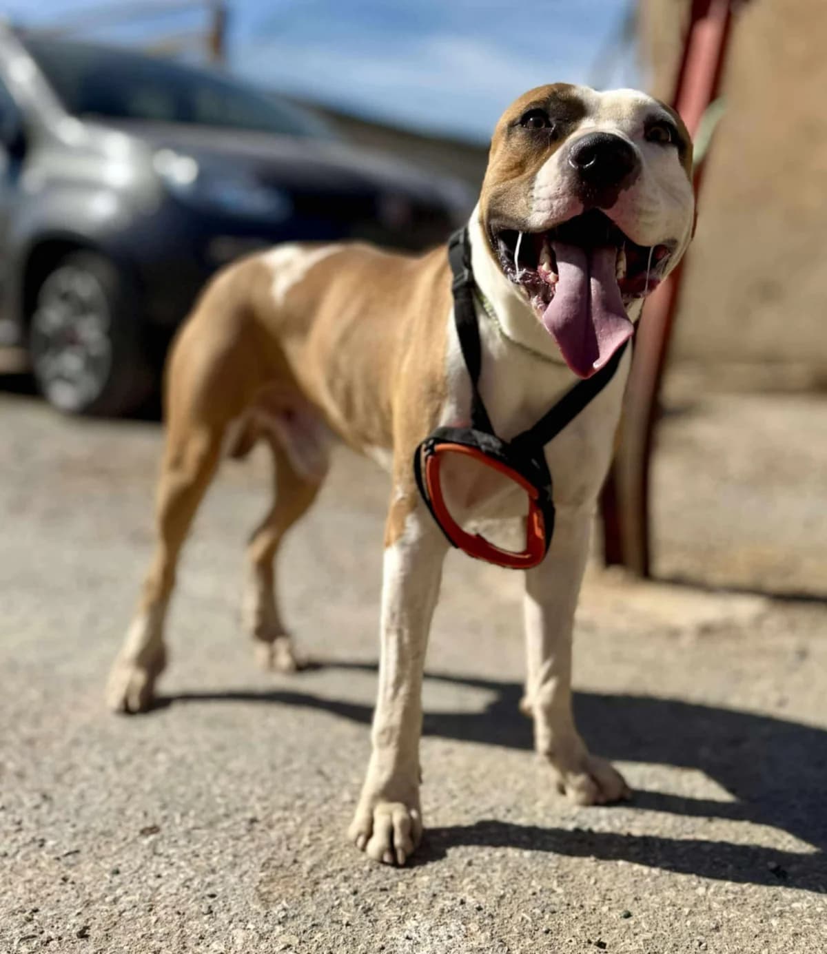 TORETTO (PPP) **RESERVED** 7/3/26 (OFFICE), male Mixed Breed for adoption at Murcia), Lips Rescue photo 4