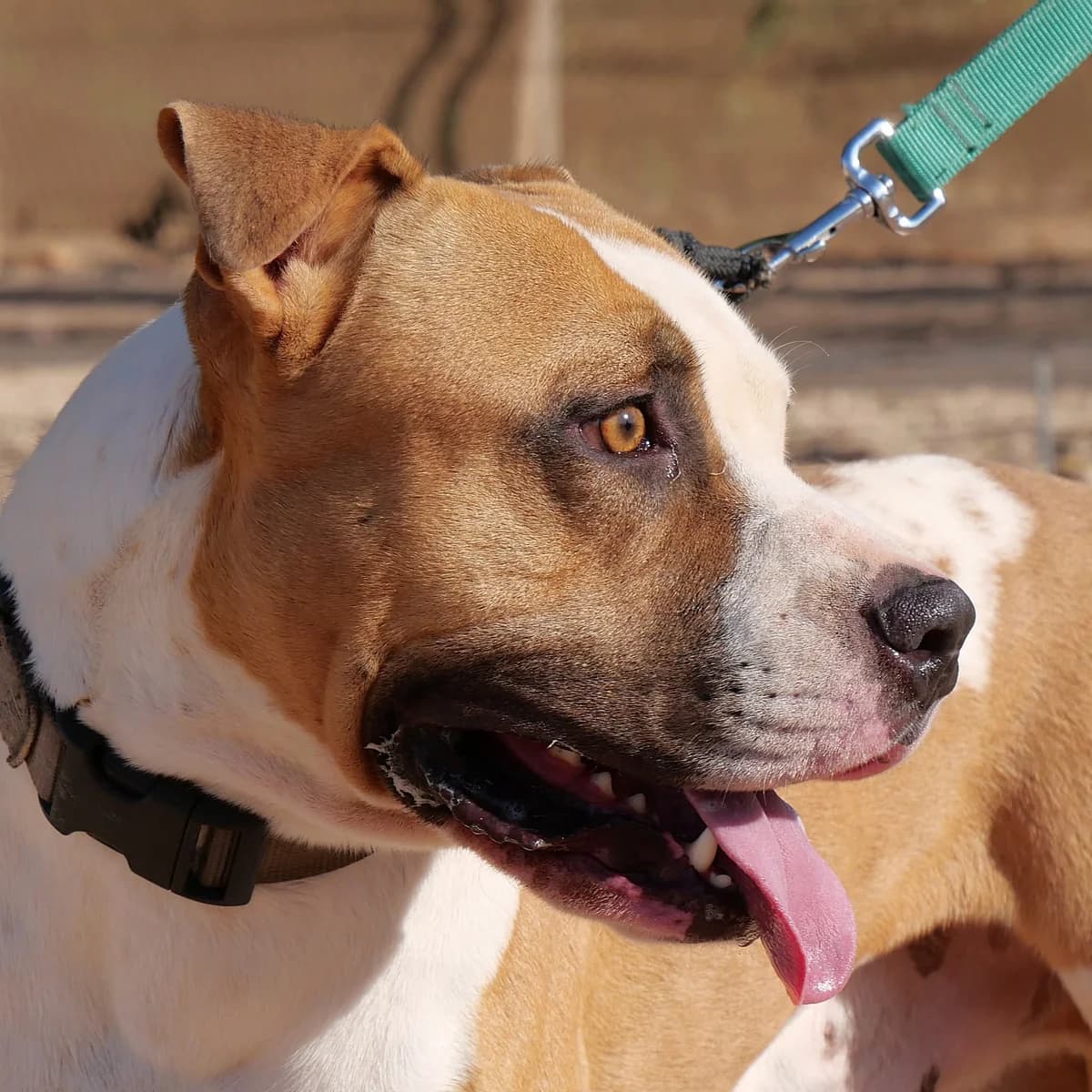 TORETTO (PPP) **RESERVED** 7/3/26 (OFFICE), male Mixed Breed for adoption at Murcia), Lips Rescue photo 5