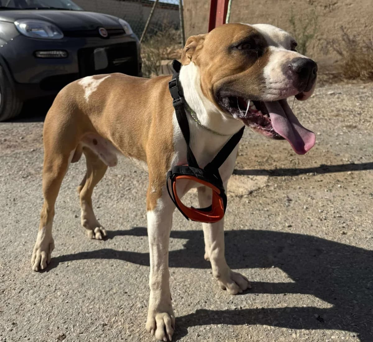 TORETTO (PPP) **RESERVED** 7/3/26 (OFFICE), male Mixed Breed for adoption at Murcia), Lips Rescue photo 6