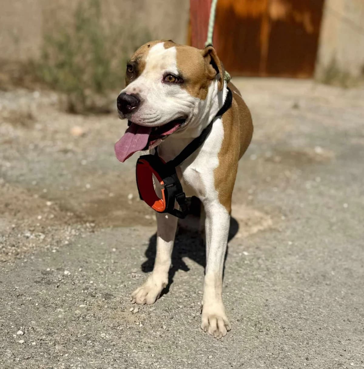 TORETTO (PPP) **RESERVED** 7/3/26 (OFFICE), male Mixed Breed for adoption at Murcia), Lips Rescue photo 7