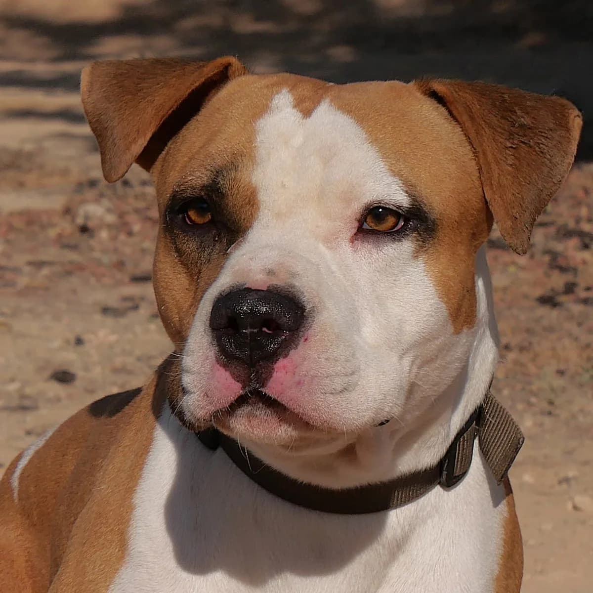TORETTO (PPP) **RESERVED** 7/3/26 (OFFICE), male Mixed Breed for adoption at Murcia), Lips Rescue photo 8