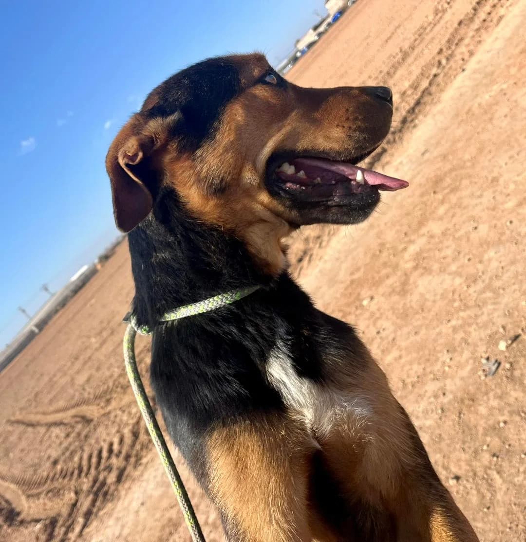 TRUMAN, male young Mixed Breed for adoption at Murcia), Lips Rescue