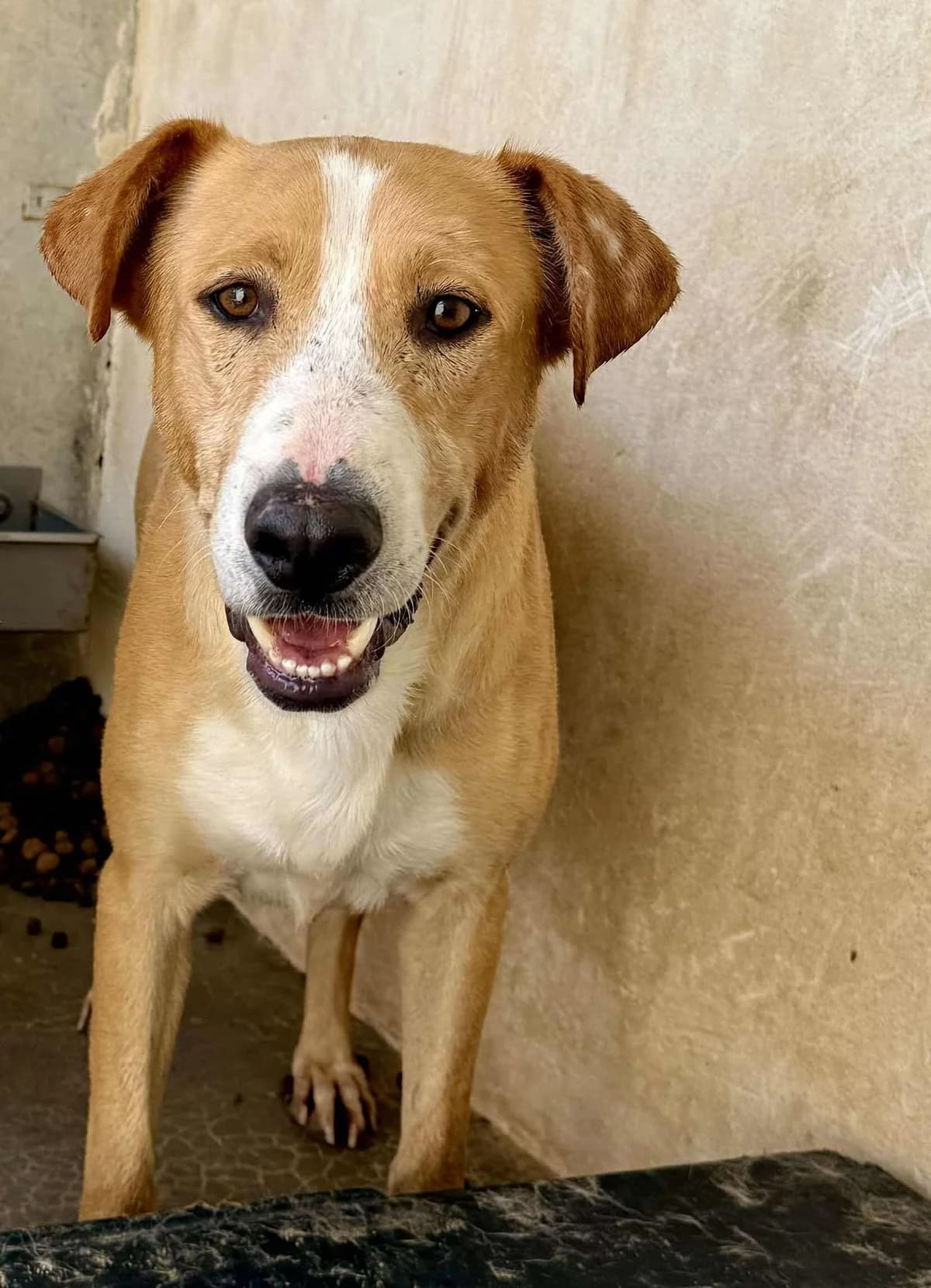 TURRON, male Mixed Breed for adoption at Murcia), Lips Rescue