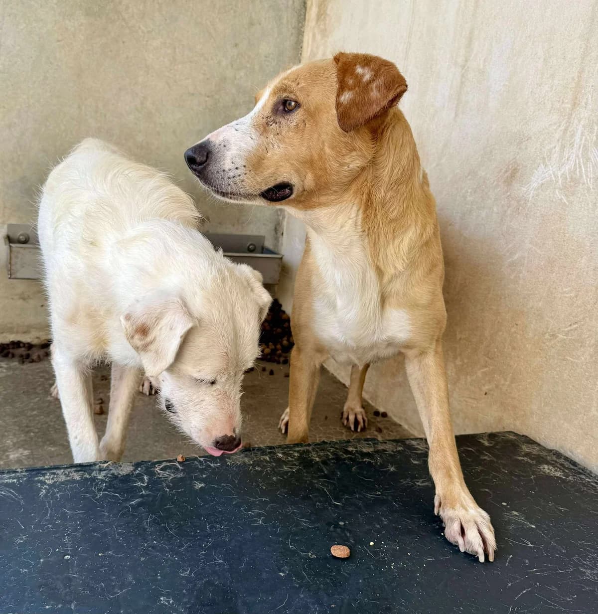 TURRON, male Mixed Breed for adoption at Murcia), Lips Rescue photo 2