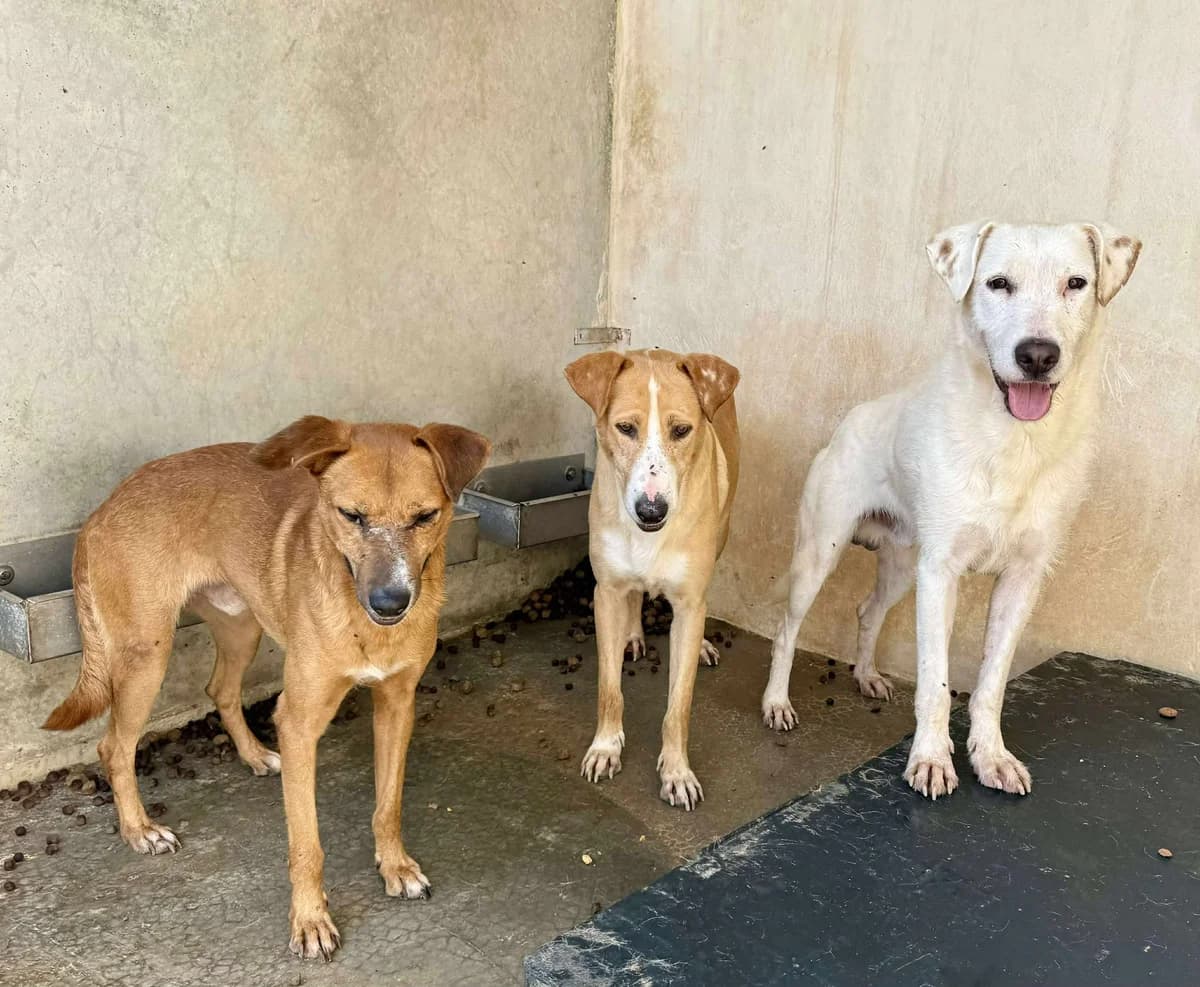 TURRON, male Mixed Breed for adoption at Murcia), Lips Rescue photo 3