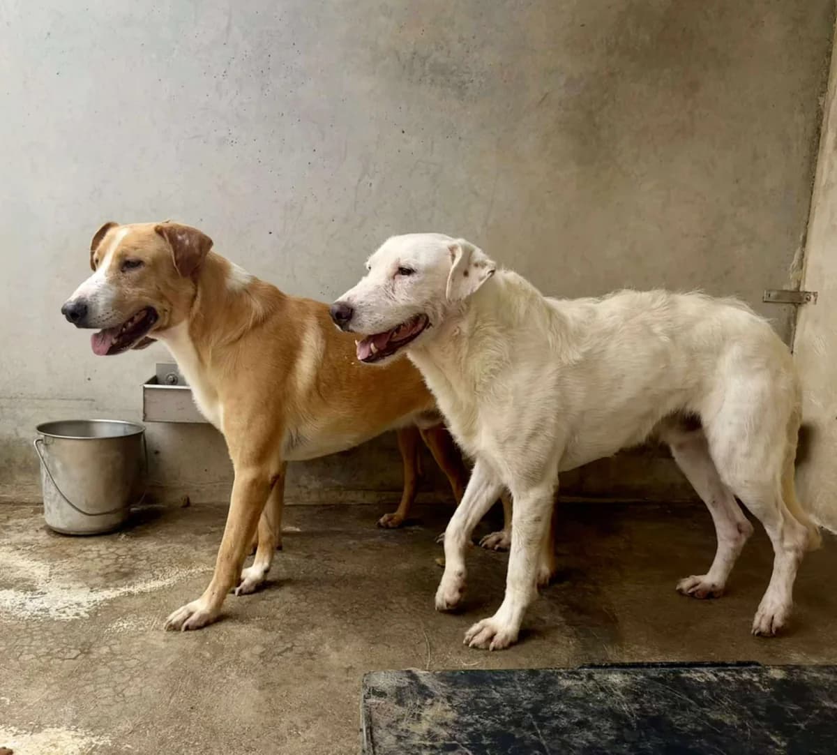 TURRON, male Mixed Breed for adoption at Murcia), Lips Rescue photo 4