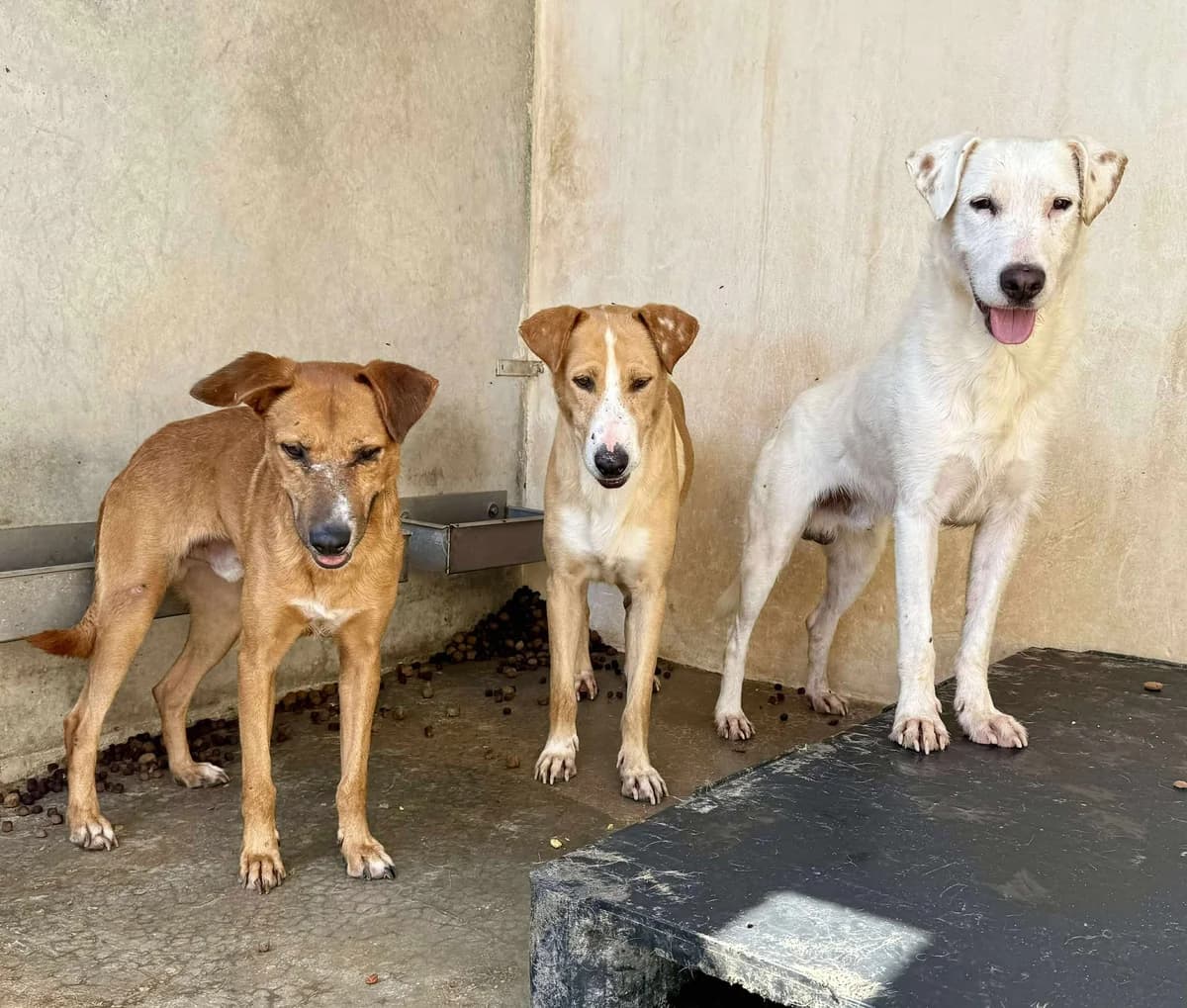 TURRON, male Mixed Breed for adoption at Murcia), Lips Rescue photo 5