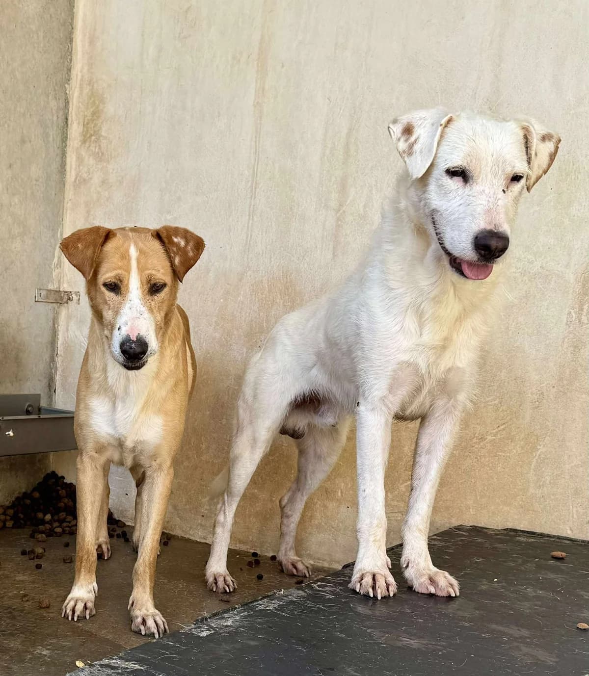 TURRON, male Mixed Breed for adoption at Murcia), Lips Rescue photo 6