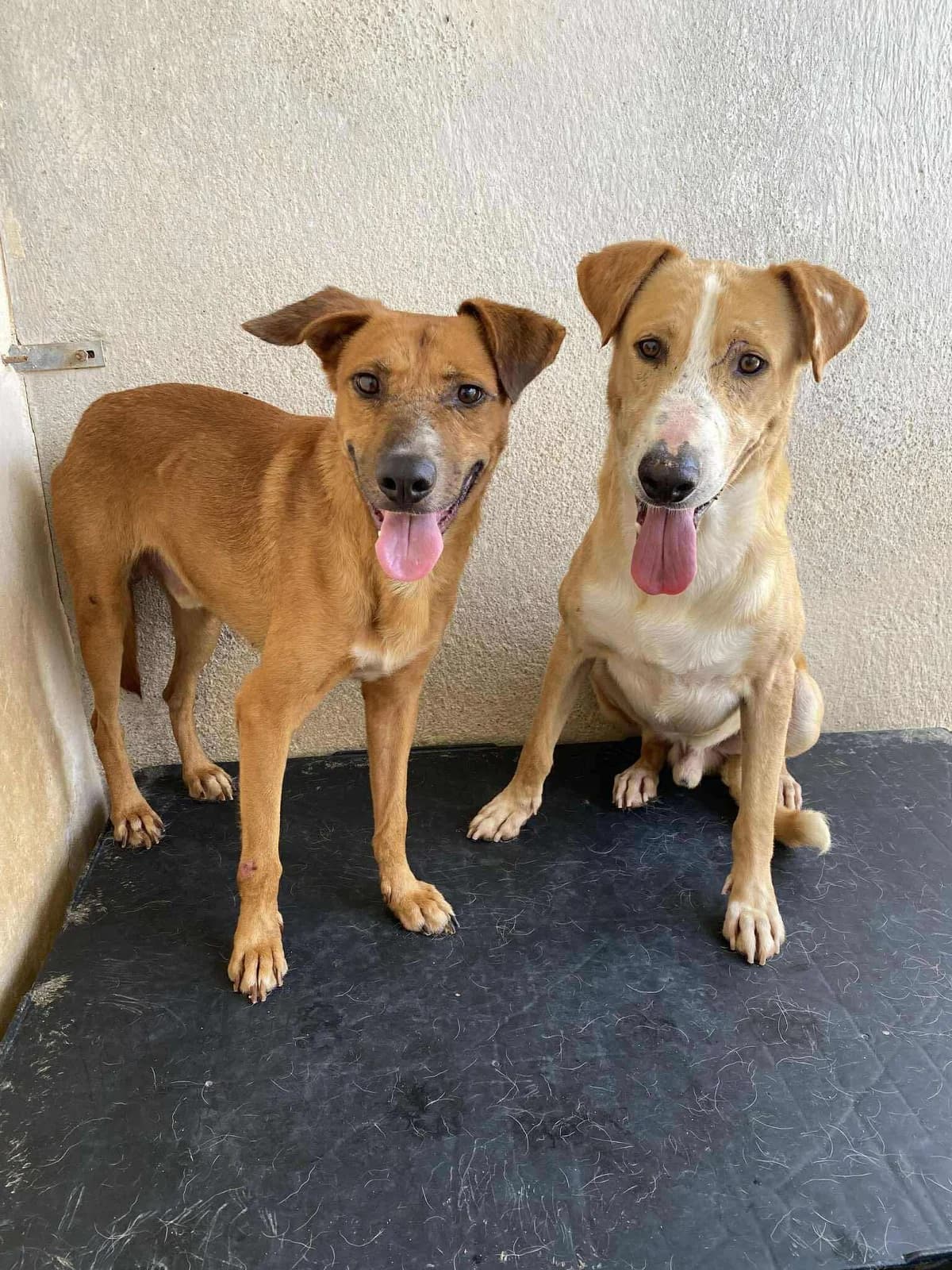 TURRON, male Mixed Breed for adoption at Murcia), Lips Rescue photo 7