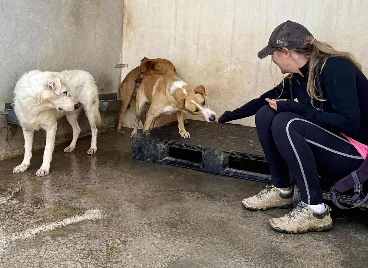 TURRON, male Mixed Breed for adoption at Murcia), Lips Rescue photo 8