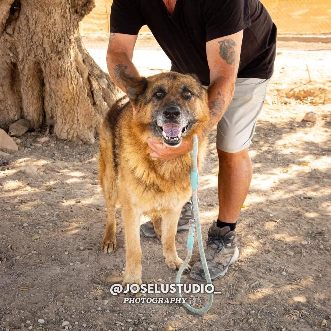 TYLER, male Mixed Breed for adoption at Murcia), Lips Rescue