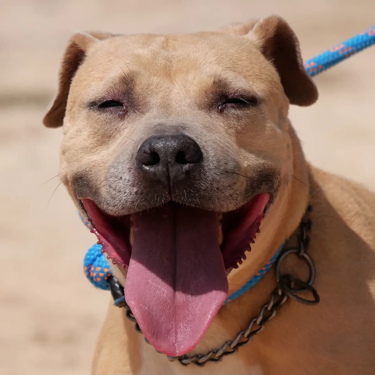 VENUS (PPP), female Staffordshire Bull Terrier for adoption at Murcia), Lips Rescue