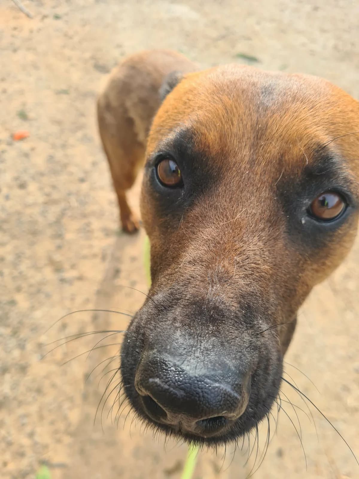 VIANA, female puppy Mixed Breed for adoption at Murcia), Lips Rescue