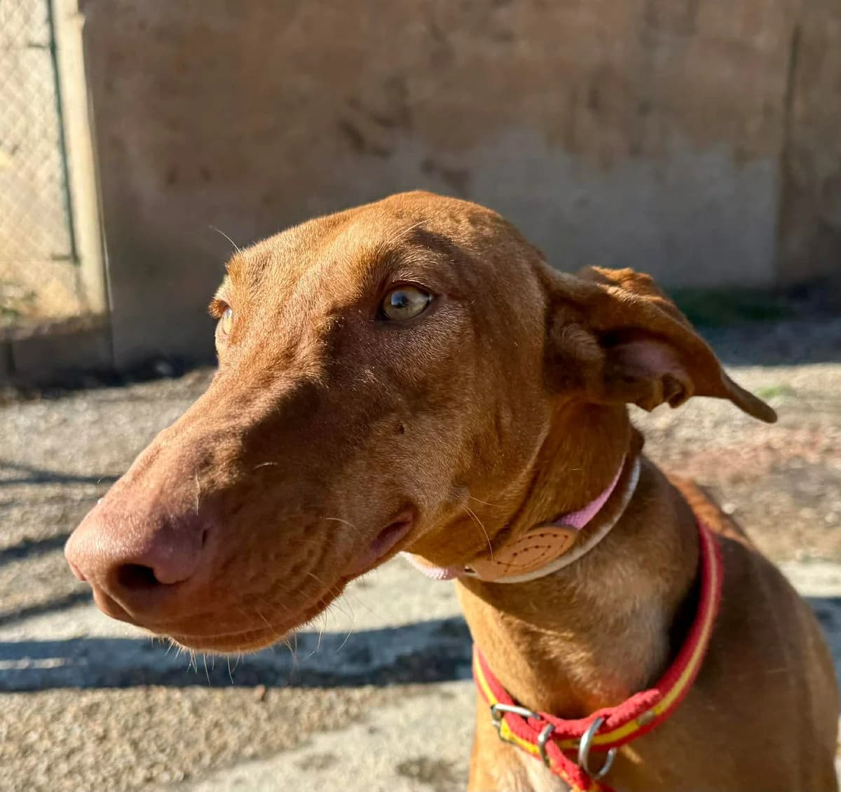 VIOLET, female young Mixed Breed for adoption at Murcia), Lips Rescue