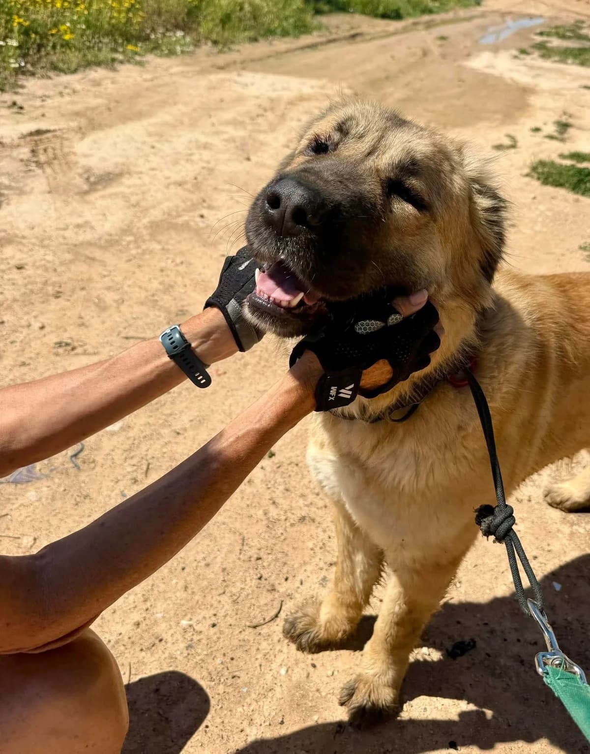 WANDA, female Mixed Breed for adoption at Murcia), Lips Rescue