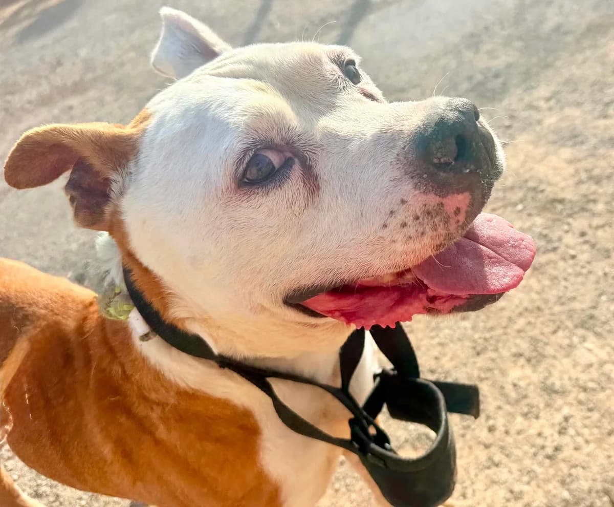 WESLEY (PPP), male Mixed Breed for adoption at Murcia), Lips Rescue