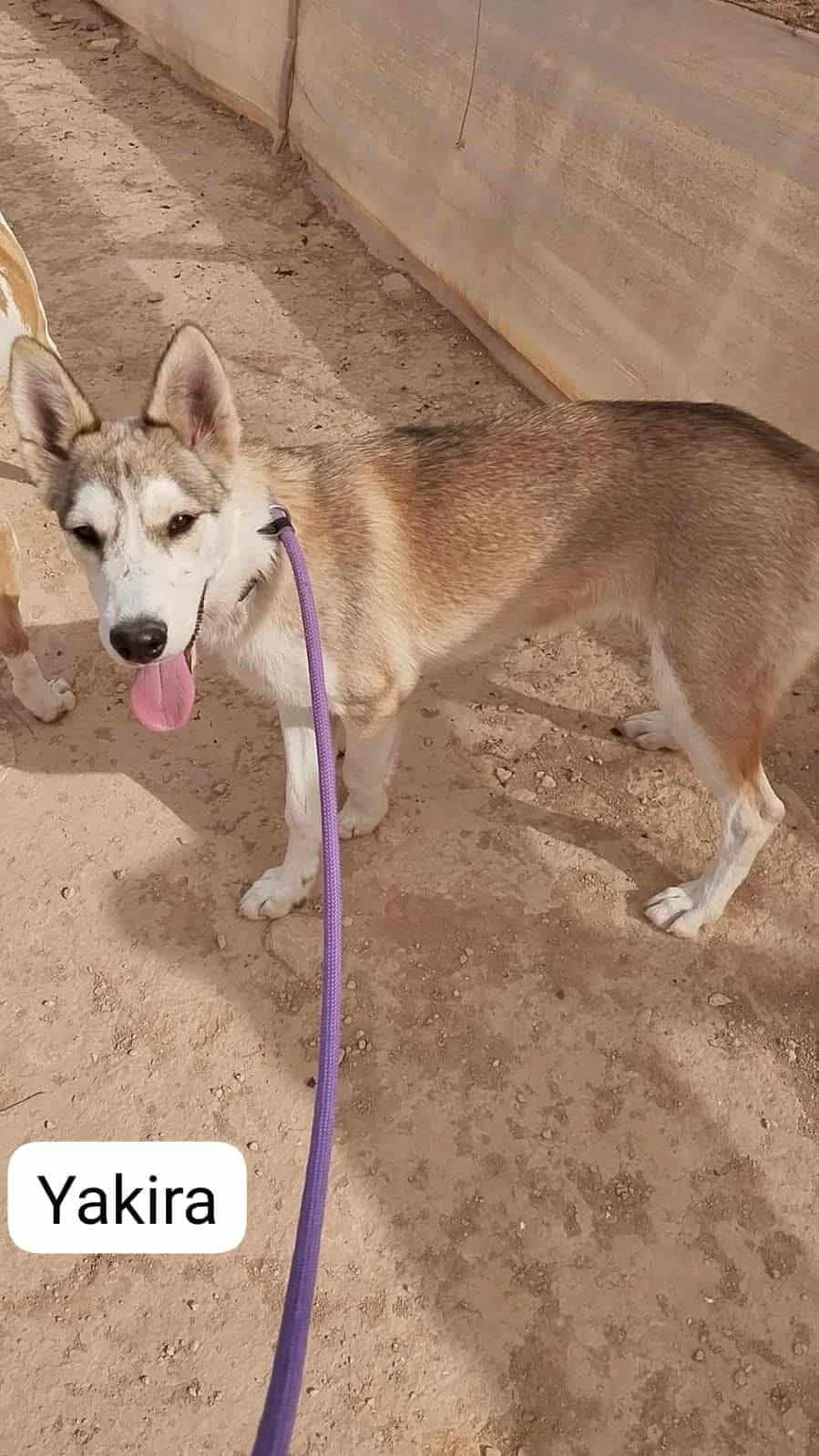 YAKIRA, female Mixed Breed for adoption at Lips Rescue