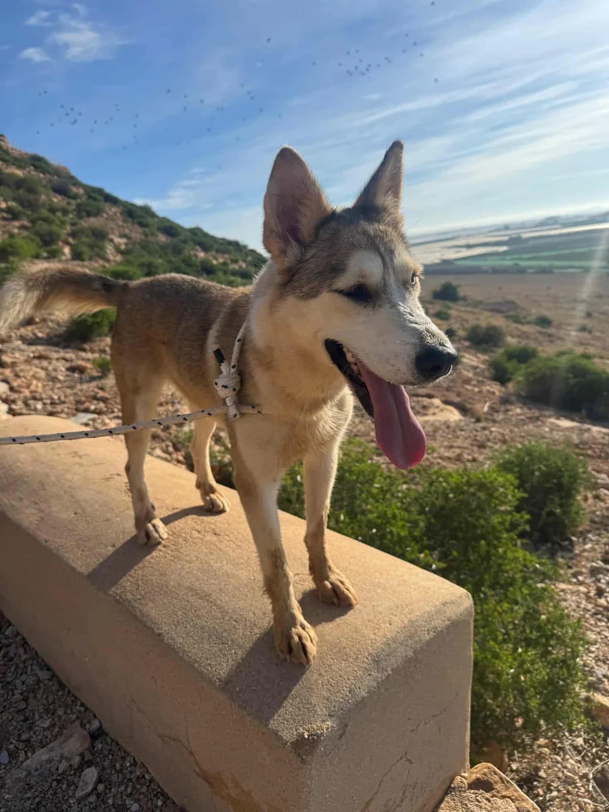 YAKIRA, female Mixed Breed for adoption at Murcia), Lips Rescue photo 2