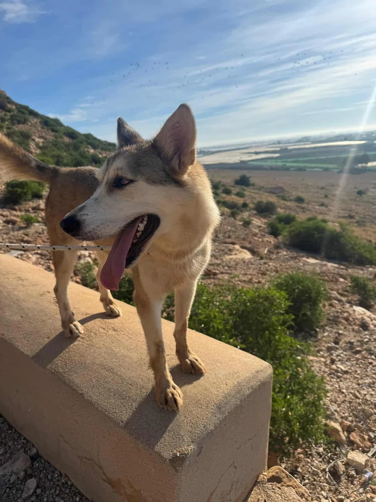 YAKIRA, female Mixed Breed for adoption at Murcia), Lips Rescue photo 3