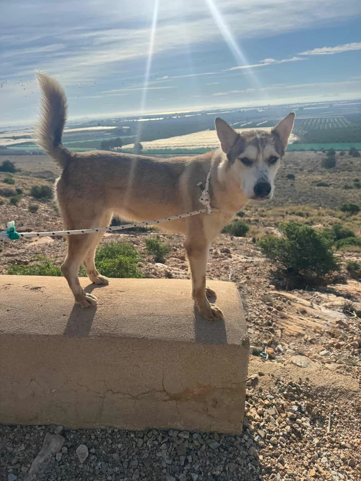 YAKIRA, female Mixed Breed for adoption at Murcia), Lips Rescue photo 4