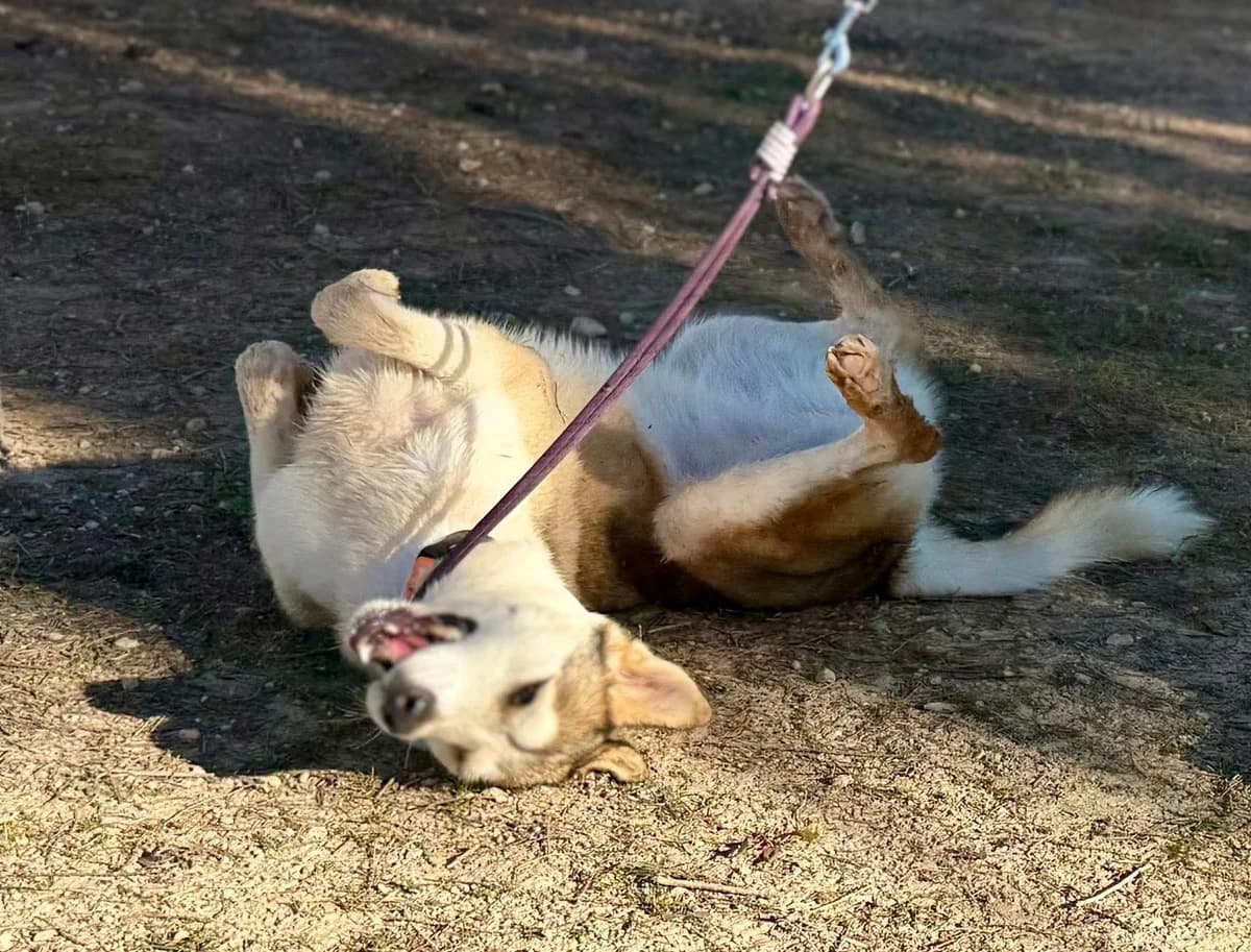 YAKIRA, female Mixed Breed for adoption at Murcia), Lips Rescue photo 6