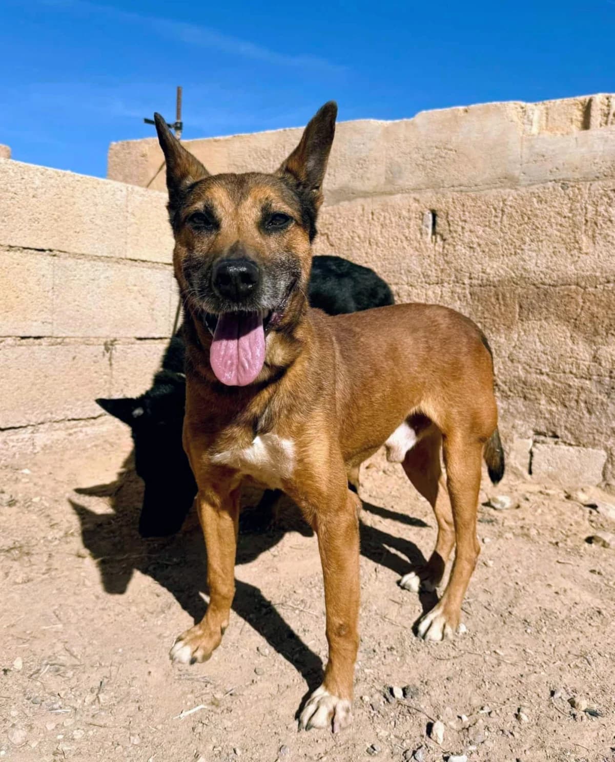YAKO, male senior Mixed Breed for adoption at Murcia), Lips Rescue