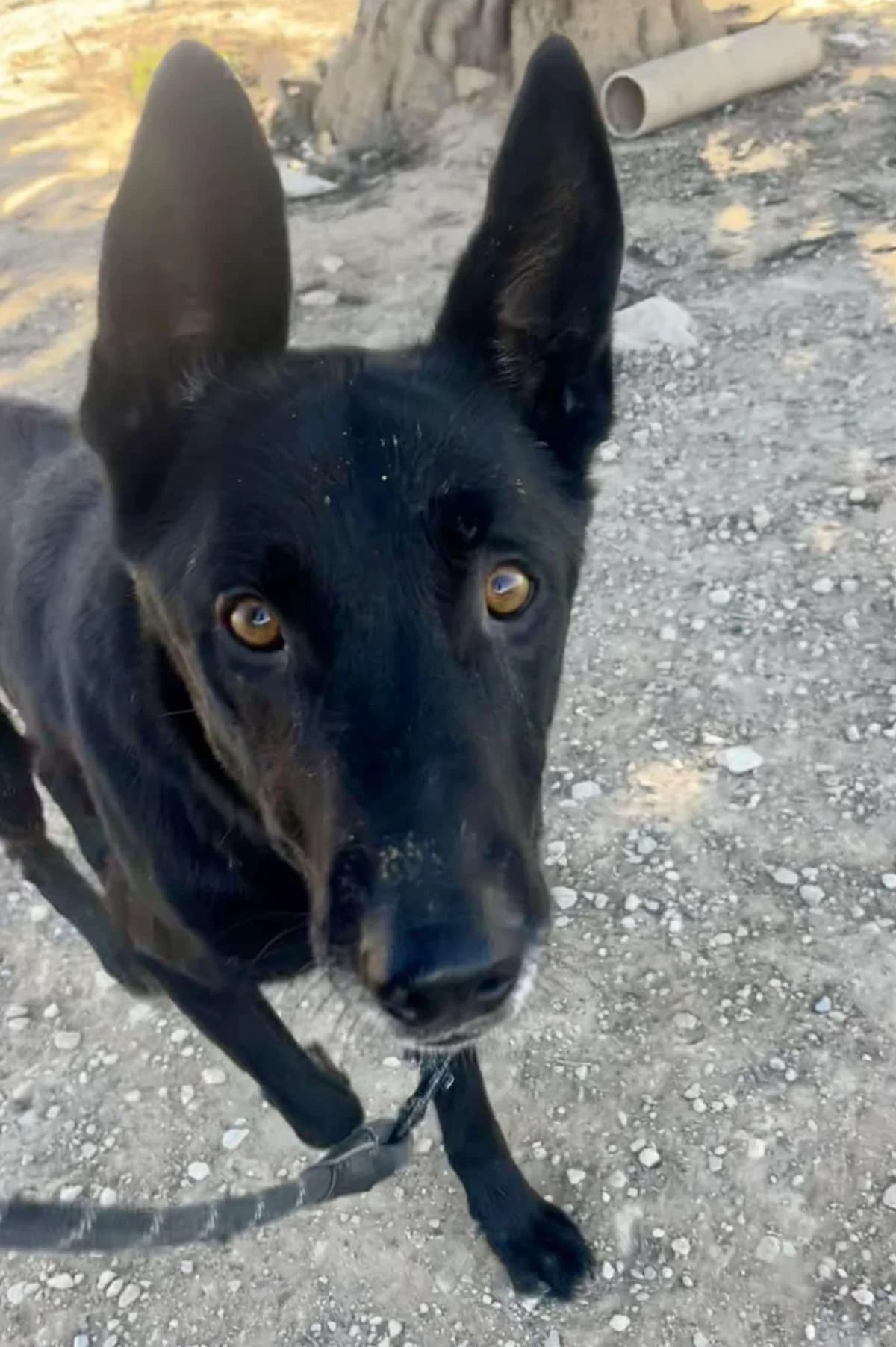 YAKO (2), male Mixed Breed for adoption at Lips Rescue