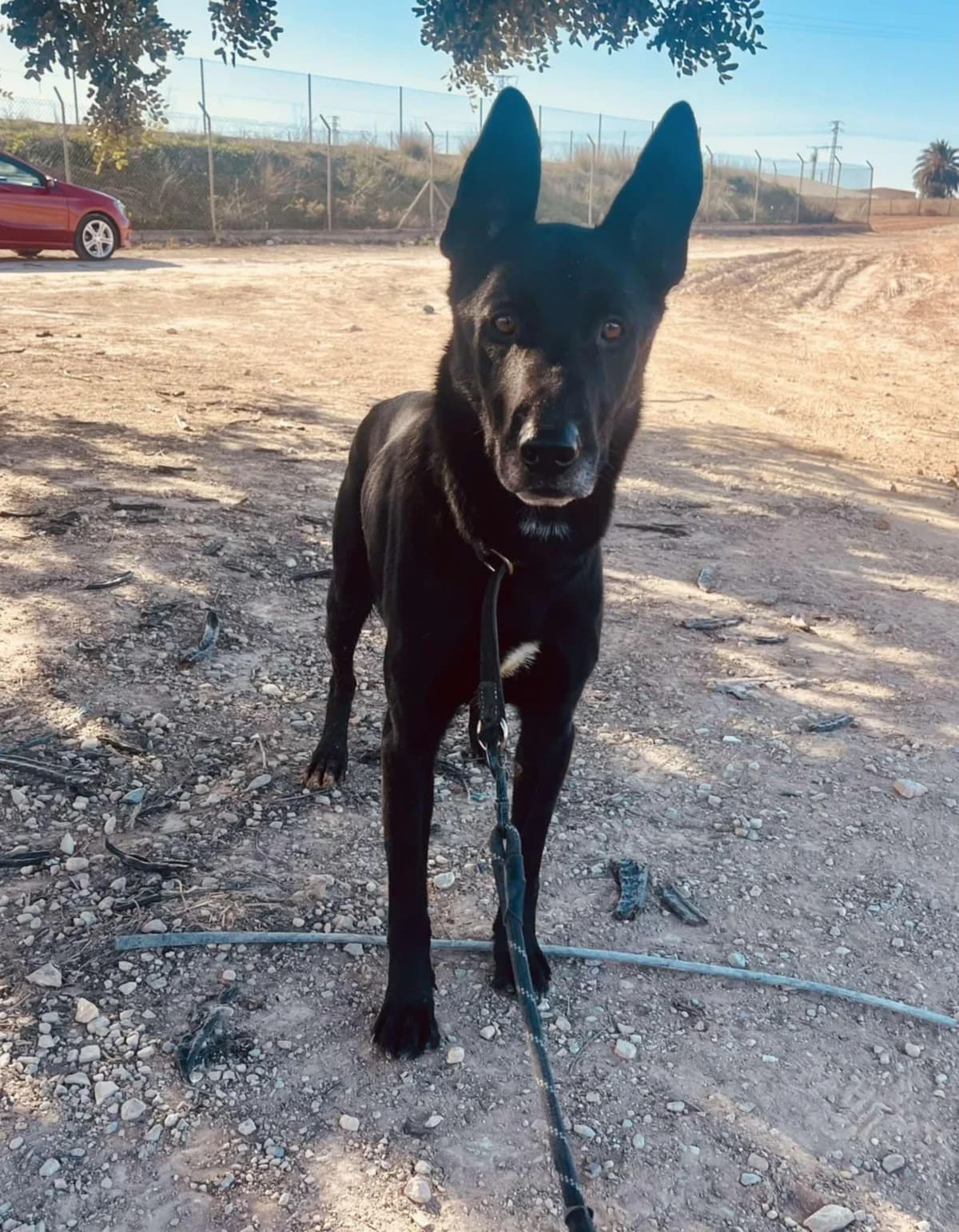 YAKO (2), male Mixed Breed for adoption at Murcia), Lips Rescue photo 2